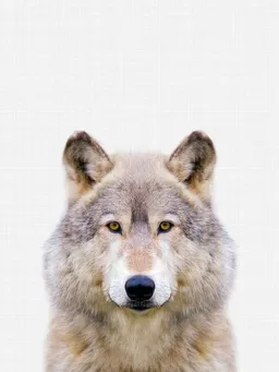 Photocircle Photocircle Poster / Leinwandbild - Wolf – Produktbild 1 von 1