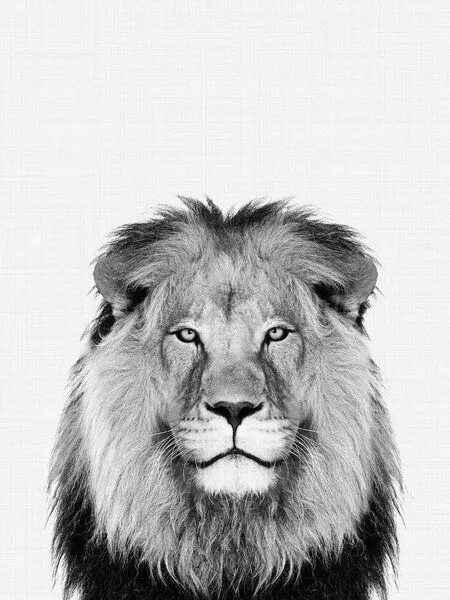 Photocircle Photocircle Poster / Leinwandbild - Lion (Black and White) – Produktbild 1 von 4