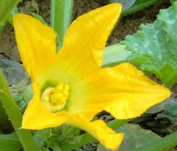 Saatgut Dillmann Saatgut Dillmann Essbare Blüten Saatgut-Box S im Papp-Geschenkkarton – Produktbild 1 von 4