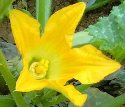 Saatgut Dillmann Saatgut Dillmann Essbare Blüten Saatgut-Box S im Papp-Geschenkkarton – Produktbild 1 von 1