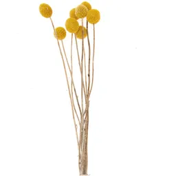 Rico Design Rico Design Getrocknete Craspedia gelb 50-60cm 10 Stück – Produktbild 1 von 1