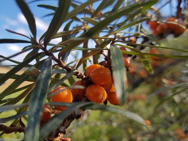 Küstenseifen Manufaktur Küstenseifen Manufaktur Strand Brise Bio-Pflanzenöl Seife Sanddorn und Citrus – Produktbild 2 von 2