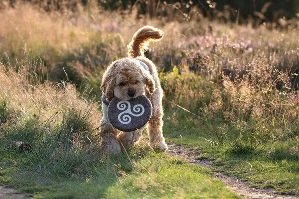 Wooliie Wooliie Hunde-Spielset aus 100 % naturbelassener Schurwolle (3er-Bundle) – Frisbee & Star – Produktbild 4 von 4