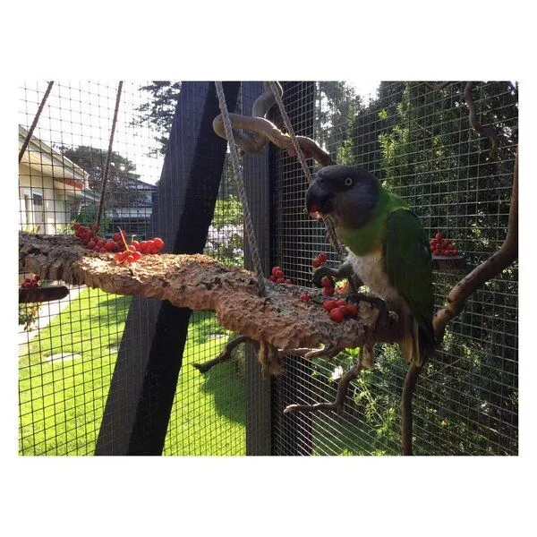 Kork-Deko Kork-Deko Große Vogel-Schaukel für Volieren aus Naturkork-Rinde, flach 50x20 cm – Produktbild 4 von 6