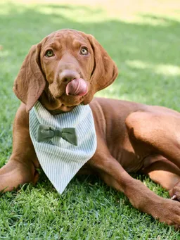Vertbaudet Gestreiftes Hunde-Bandana aus Baumwolle salbei – Produktbild 1 von 1