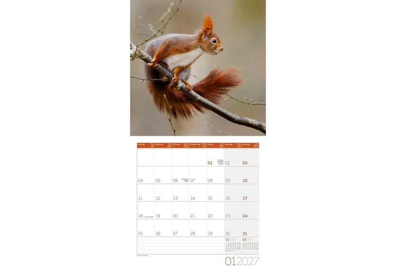 Ackermann Wandkalender Eichhörnchen Kalender 2027 - 30x30 - Art12 – Produktbild 2 von 2
