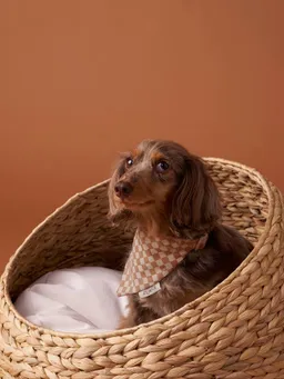 Vertbaudet Hundehalsband mit integriertem Bandana und Karomuster – Produktbild 1 von 1