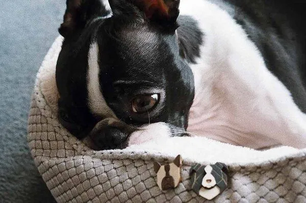 BeWooden BeWooden Brosche aus Holz French Bulldog – Produktbild 4 von 4