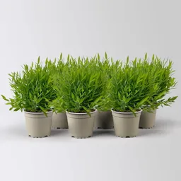Pflanzen-Kölle Pflanzen-Kölle Zimmerbambus, Topf-Ø 12cm, 6 Pflanzen – Produktbild 1 von 1