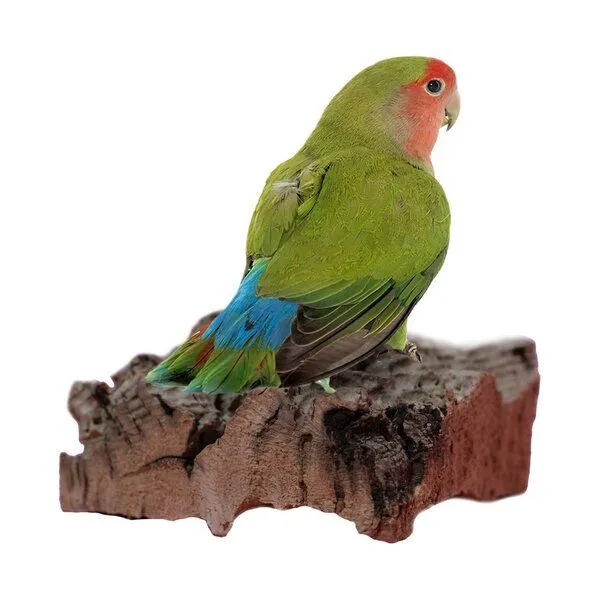 Kork-Deko Kork-Deko Großes Vogel-Sitzbrettchen aus Naturkork-Rinde – Produktbild 5 von 6