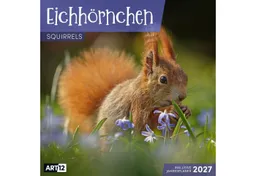 Ackermann Wandkalender Eichhörnchen Kalender 2027 - 30x30 - Art12 – Produktbild 1 von 1