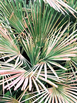 Photocircle Photocircle Poster / Leinwandbild - Palms II – Produktbild 1 von 1