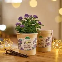 Die Stadtgärtner Die Stadtgärtner Vanilleblume aus dem Becher I Geschenk & Kleinigkeit zu Weihnachten I Weihnachtsgeschenk Frau, Mama, Oma – Produktbild 1 von 1