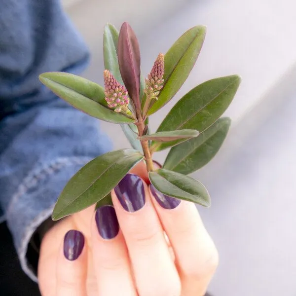 Look To Go Look To Go • veganer Nagellack • VIOLETT & LILATÖNE • 21-free & PETA approved, Lila, – Produktbild 5 von 6