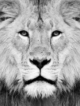 Photocircle Photocircle Poster / Leinwandbild - Lion Photography – Produktbild 1 von 1