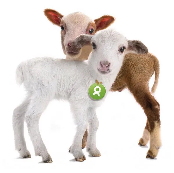 OxfamUnverpackt OxfamUnverpackt Spenden-Geschenk "Lammpärchen" (Grußkarte mit Magnet) – Produktbild 1 von 2