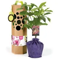 SchenkeinBäumchen SchenkeinBäumchen Magnolienbaum als Geschenk – Produktbild 1 von 1