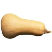 Deutschland Kürbis Butternut – Produktbild 1 von 1
