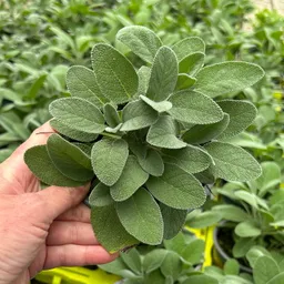 Kölle Bio Kölle Bio Bio Salbei großblättrig, Topf-Ø 12cm – Produktbild 1 von 1