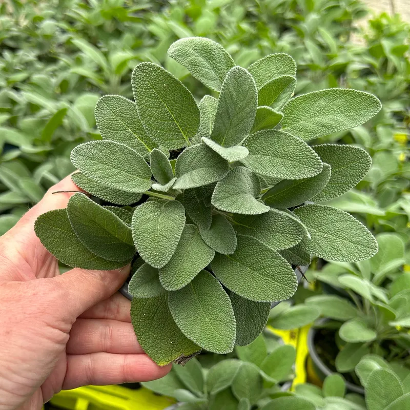 Kölle Bio Kölle Bio Bio Salbei großblättrig, Topf-Ø 12cm, Blau, – Produktbild 1 von 1