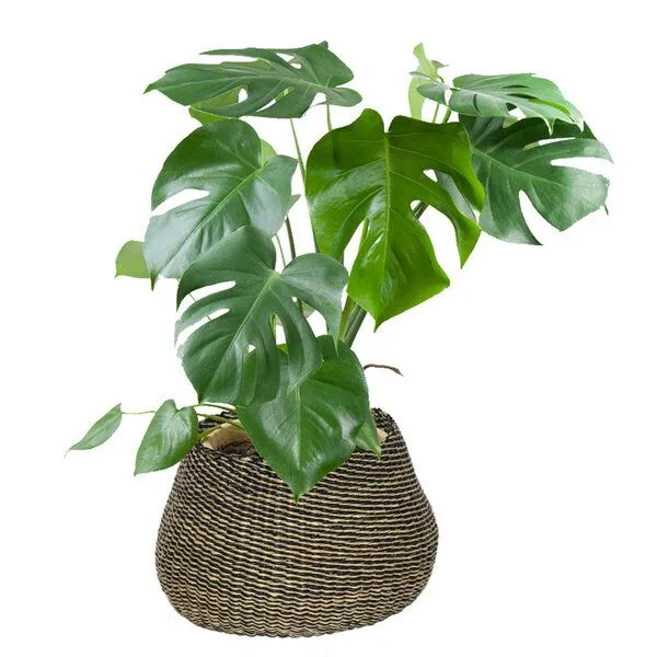 AMA Fashion AMA Fashion Bolga Topfkorb, Pflanzenkorb, Dekokorb, Korb in Birnenform – Produktbild 2 von 2