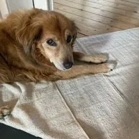 mio eco mio eco Hochwertiges Hunde Handtuch klein aus Retoure-Handtüchern zero waste – Produktbild 1 von 1