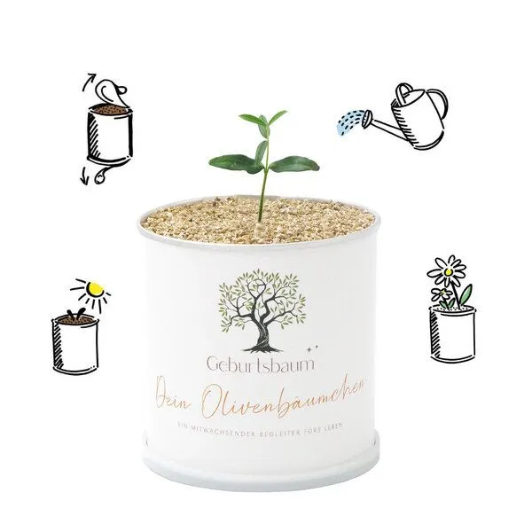 MacFlowers MacFlowers Das Olivenbäumchen zur Geburt – Produktbild 2 von 2
