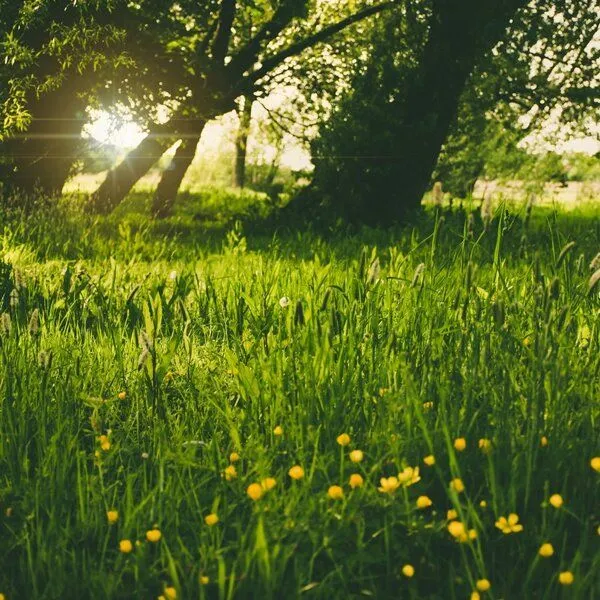Just a decent day Just a decent day Freshly Mowed Grass - Bio-Sojawachs – Produktbild 2 von 4