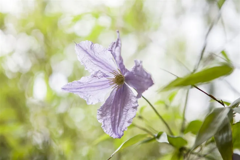 Pflanzen für Dich Kletterpflanze Clematis Hybride 'Blekitny Aniol', 1 St., Waldrebe, Clematis, blauviolett, langblühend – Produktbild 4 von 6