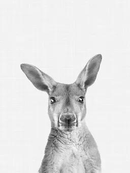 Photocircle Photocircle Poster / Leinwandbild - Kangaroo (Black and White) – Produktbild 1 von 1