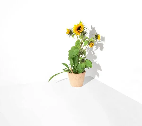 Sprout Sprout Regenbogen-Buntstift zum Einpflanzen (Sonnenblume) – Produktbild 2 von 3