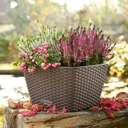 Lechuza® Lechuza® 'Bacino Cottage', mokka, ca. 30 x 30 x H 18 cm – Produktbild 1 von 1