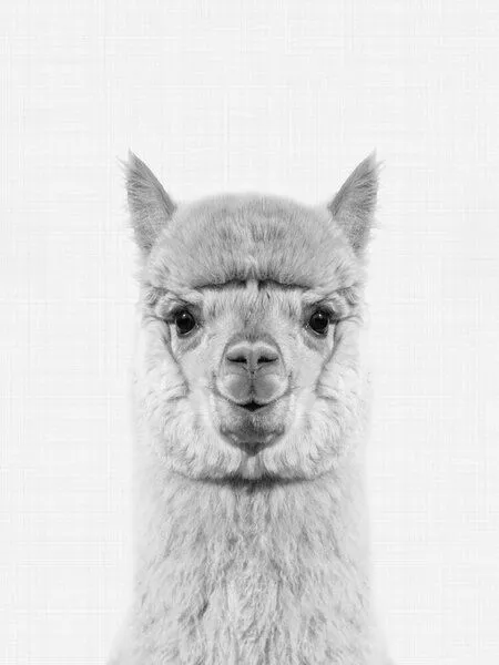 Photocircle Photocircle Poster / Leinwandbild - Alpaca (Black and White) – Produktbild 1 von 4