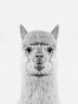Photocircle Photocircle Poster / Leinwandbild - Alpaca (Black and White) – Produktbild 1 von 1