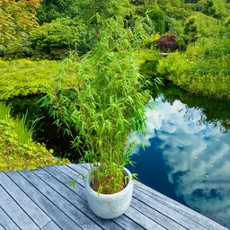 Pflanzen-Kölle Pflanzen-Kölle Elfenbein-Bambus 'Ivory Ibis'® (Japo 55' EU-S), Höhe 80-100 cm, 10 Stück – Produktbild 1 von 1