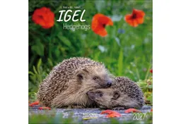 Korsch Verlag Tierkalender Igel 2027 – Produktbild 1 von 1