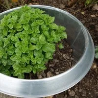 Andermatt Biogarten Andermatt Biogarten SchneckenStopp FE groß – wiederverwendbarer Schneckenkragen aus Stahl für größere Pflanzen im Garten und auf dem Balkon – Produktbild 1 von 1
