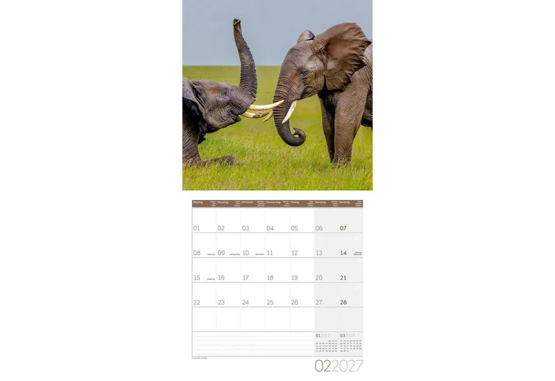 Ackermann Wandkalender Elefanten Kalender 2027 - 30x30 - Art12 – Produktbild 3 von 3