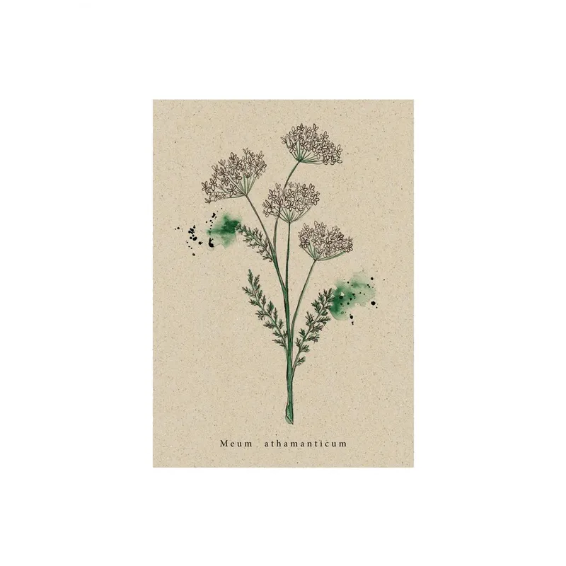 matabooks® Postkarte Bärwurz – Produktbild 1 von 2