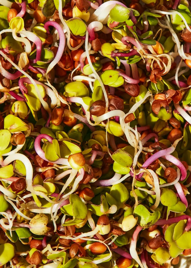 KoRo Bio Radieschen Samen 1 kg – Produktbild 3 von 5