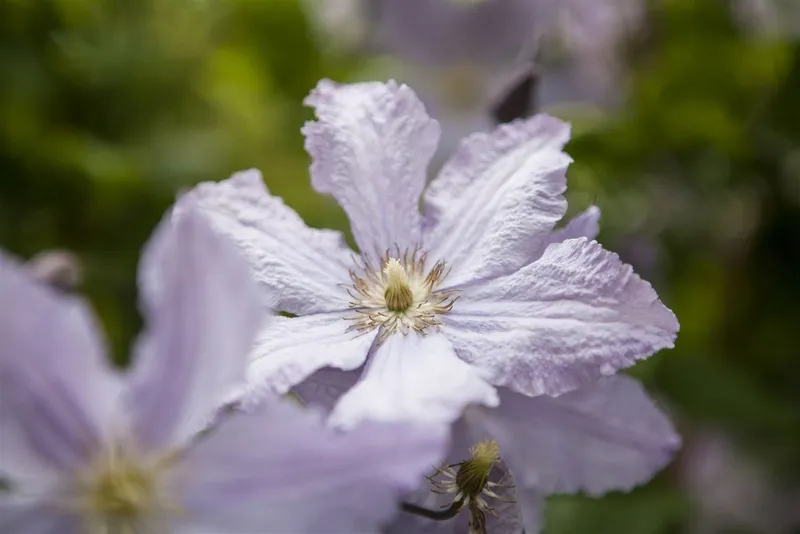 Pflanzen für Dich Kletterpflanze Clematis Hybride 'Blekitny Aniol', 1 St., Waldrebe, Clematis, blauviolett, langblühend – Produktbild 3 von 6