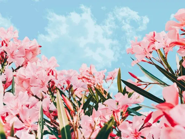 Photocircle Photocircle Poster / Leinwandbild - Blush Blossom II – Produktbild 2 von 4