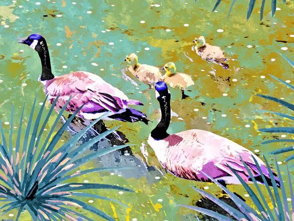 Photocircle Photocircle Poster / Leinwandbild - Be like ducks in a pond, calm on the surface – Produktbild 2 von 4