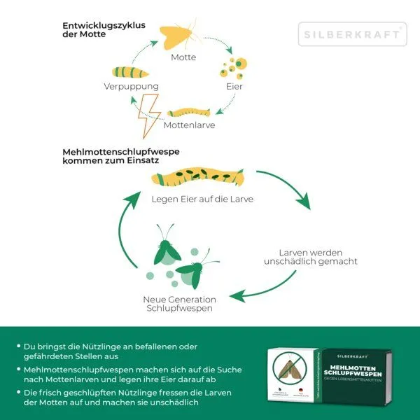Silberkraft Silberkraft Mehlmottenschlupfwespen gegen Mehlmotten & Lebensmittelmotten Brackwespe Habrobracon hebetor - Schlupfwespen 40 Stück – Produktbild 3 von 4