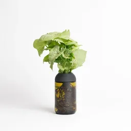 CitySens CitySens Transparenter Pflanztopf (Mit Pflanze) – Produktbild 1 von 1