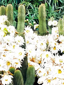 Photocircle Photocircle Poster / Leinwandbild - Cactus & Bloom – Produktbild 1 von 1