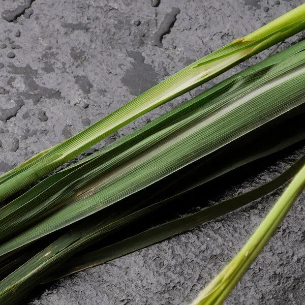 NeoOrganic NeoOrganic Bio-Zitronengrasöl (Cymbopogon flexuosus) –Lemongrass BIO-ÖL – Produktbild 3 von 3