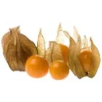 Peru Physalis – Produktbild 1 von 1