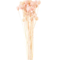 Rico Design Rico Design Getrocknete japanische Karde pink 60-75cm 50g – Produktbild 1 von 1