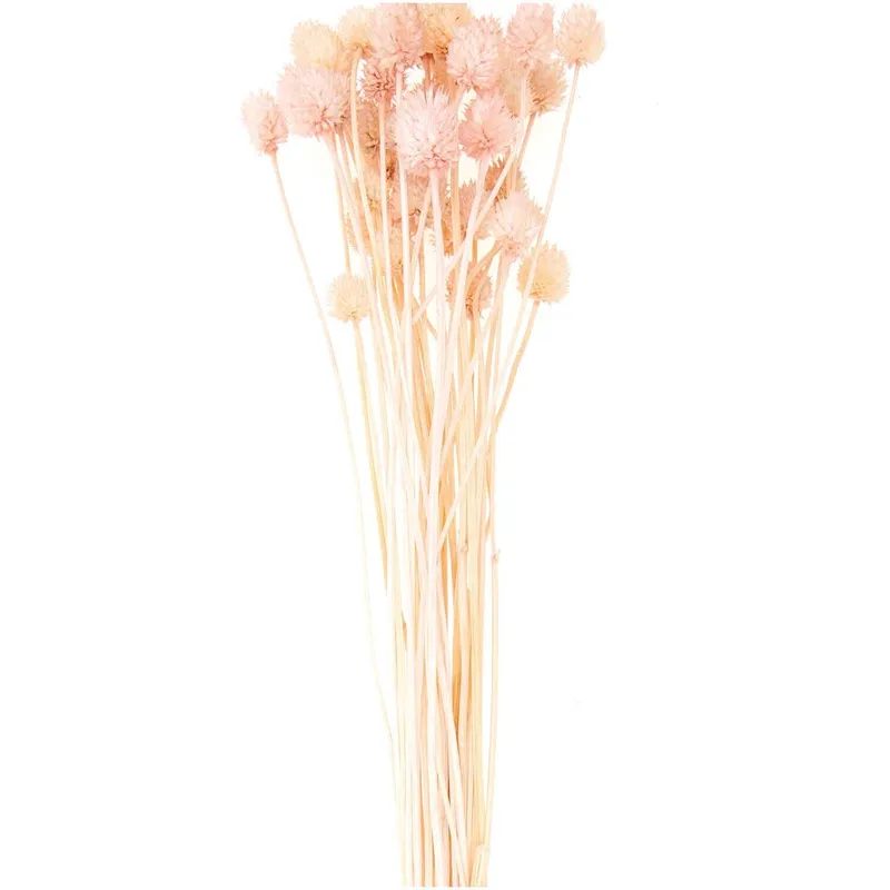 Rico Design Rico Design Getrocknete japanische Karde pink 60-75cm 50g, Pink, – Produktbild 1 von 1